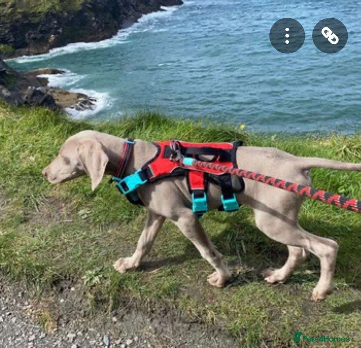 Weimaraner dogs Sadly have to rehome - Advert 1