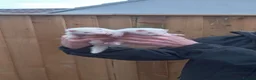 Ferret rodents for sale: Ferrets - Advert 2
