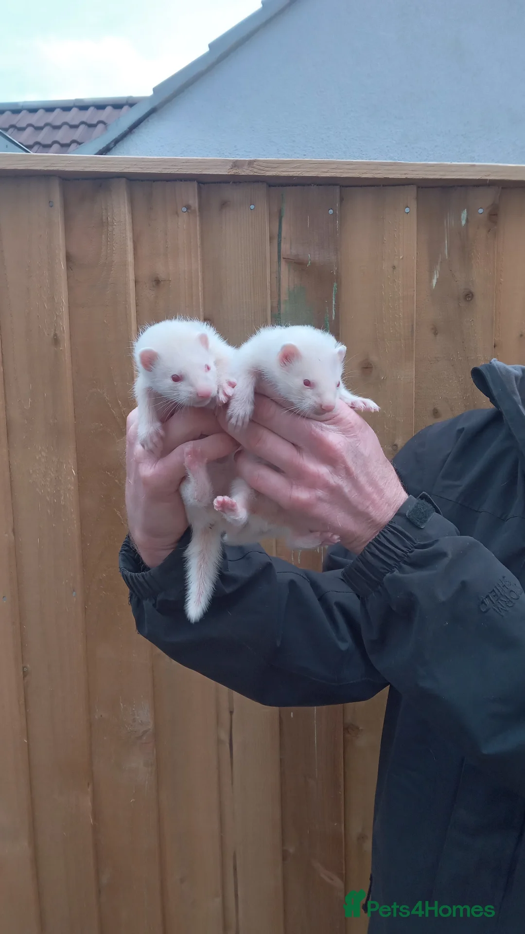 Ferret rodents for sale: Ferrets - Advert 2