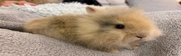 Lionhead rabbits for sale: Double maned lion head bunnies for sale  - Advert 8