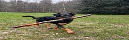 Mixed Breed dogs for sale: German shepherd x Rottweiler  - Advert 2