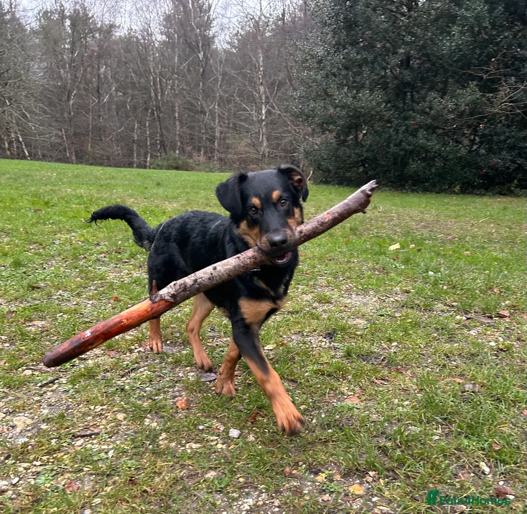 Mixed Breed dogs for sale: German shepherd x Rottweiler  - Advert 2