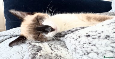 Mixed Breed cats - Advert 16