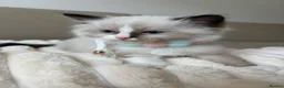 Ragdoll cats for sale: 4 ragdoll boys - Advert 14