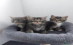 Mixed Breed cats for sale: 3 gorgeous boys - Image 4