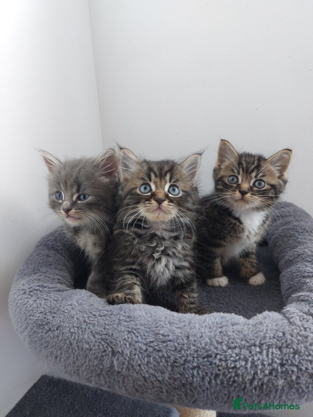 Mixed Breed cats for sale: 3 gorgeous boys - Image 4