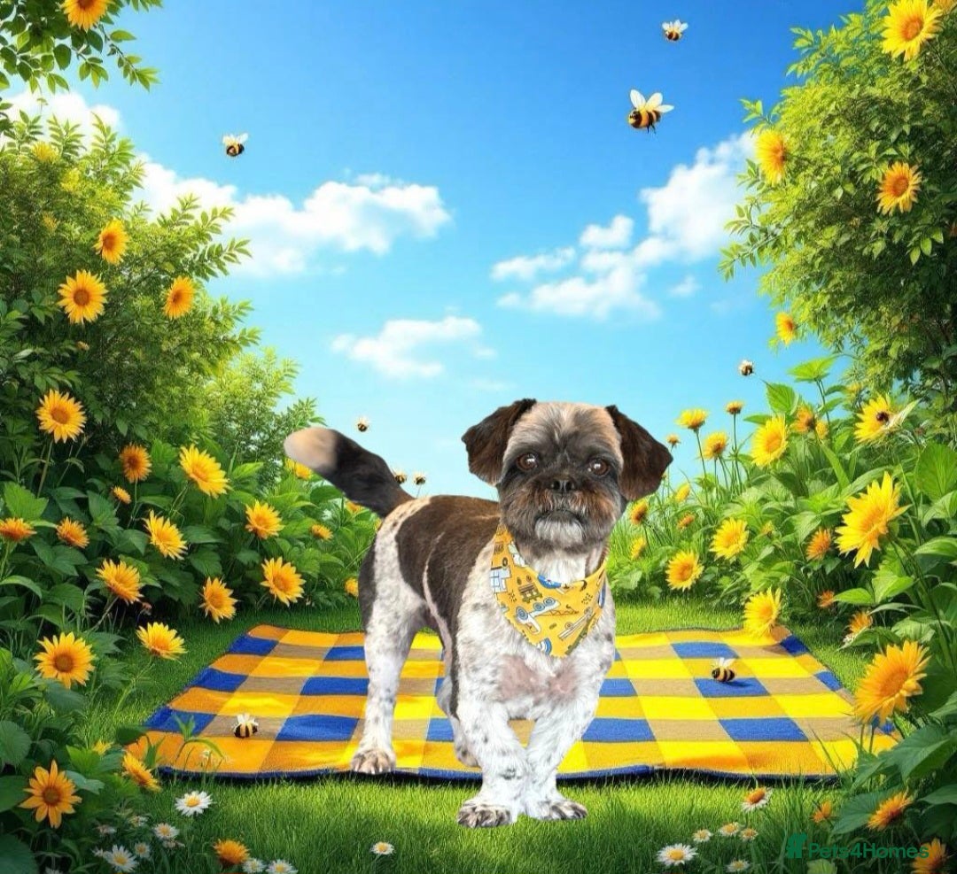 Mixed Breed dogs for sale: Ted, 11 year old Shih Tzu cross - Image 2