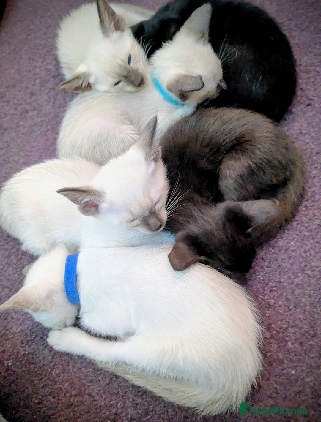 Siamese cats for sale: 6 little monkeys 🩷🩵 - Advert 6