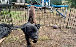 Patterdale Terrier dogs for sale: Gorgeous patterdale pups for sale  - Image 10