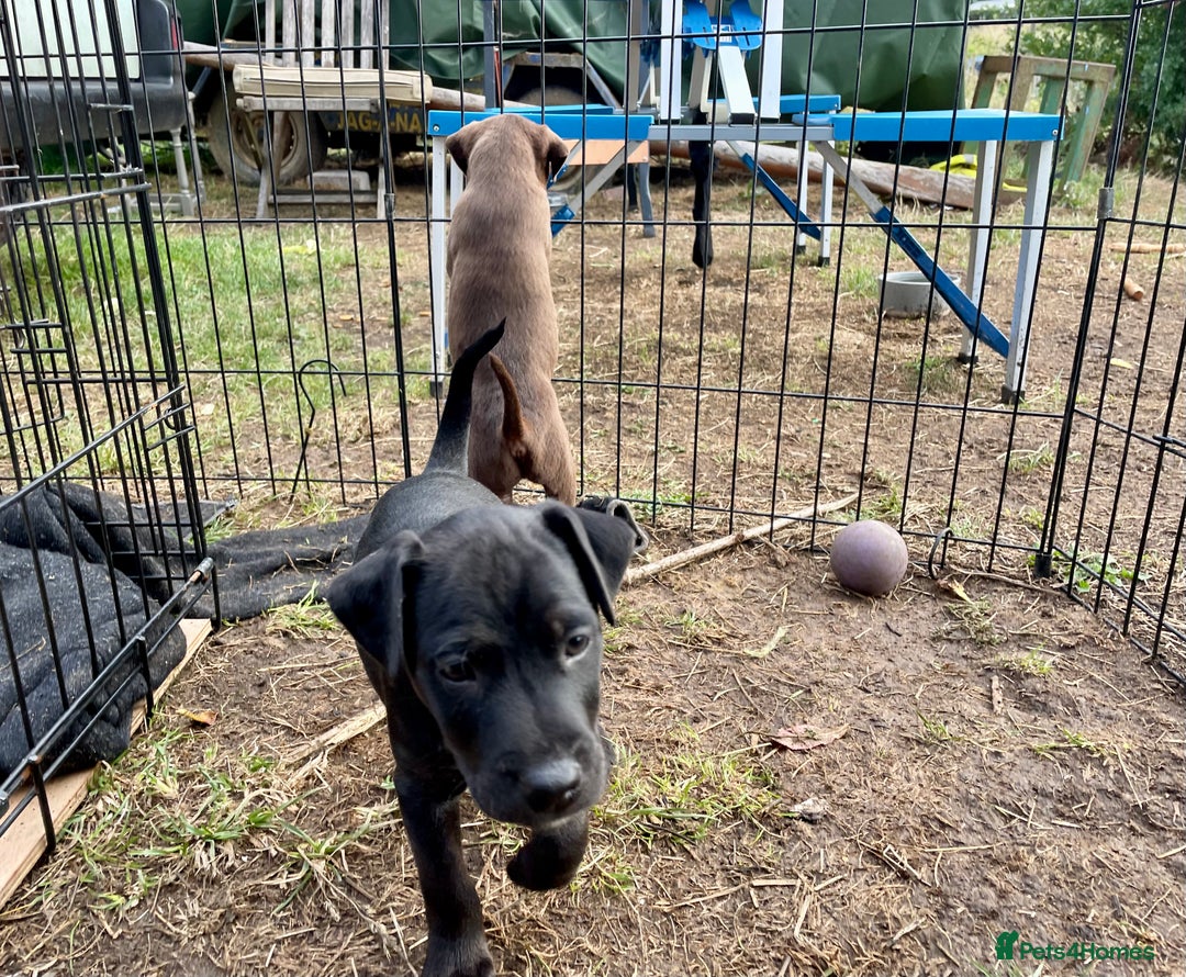 Patterdale Terrier dogs for sale: Gorgeous patterdale pups for sale  - Image 10
