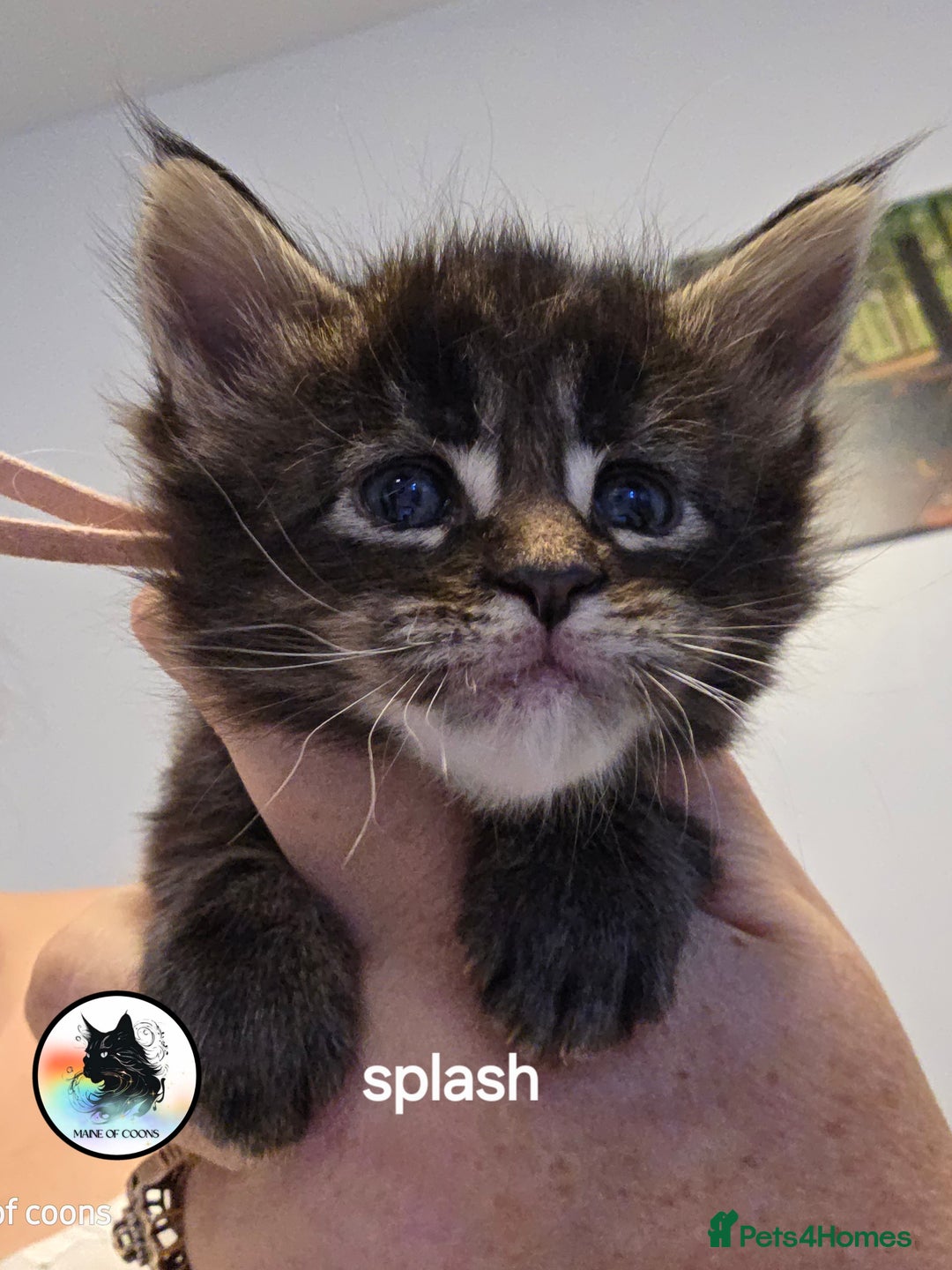 Maine Coon cats for sale: Maine coon kittens - Image 15