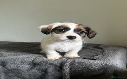 Jack Russell dogs for sale: Jack Russell puppy’s  - Image 2