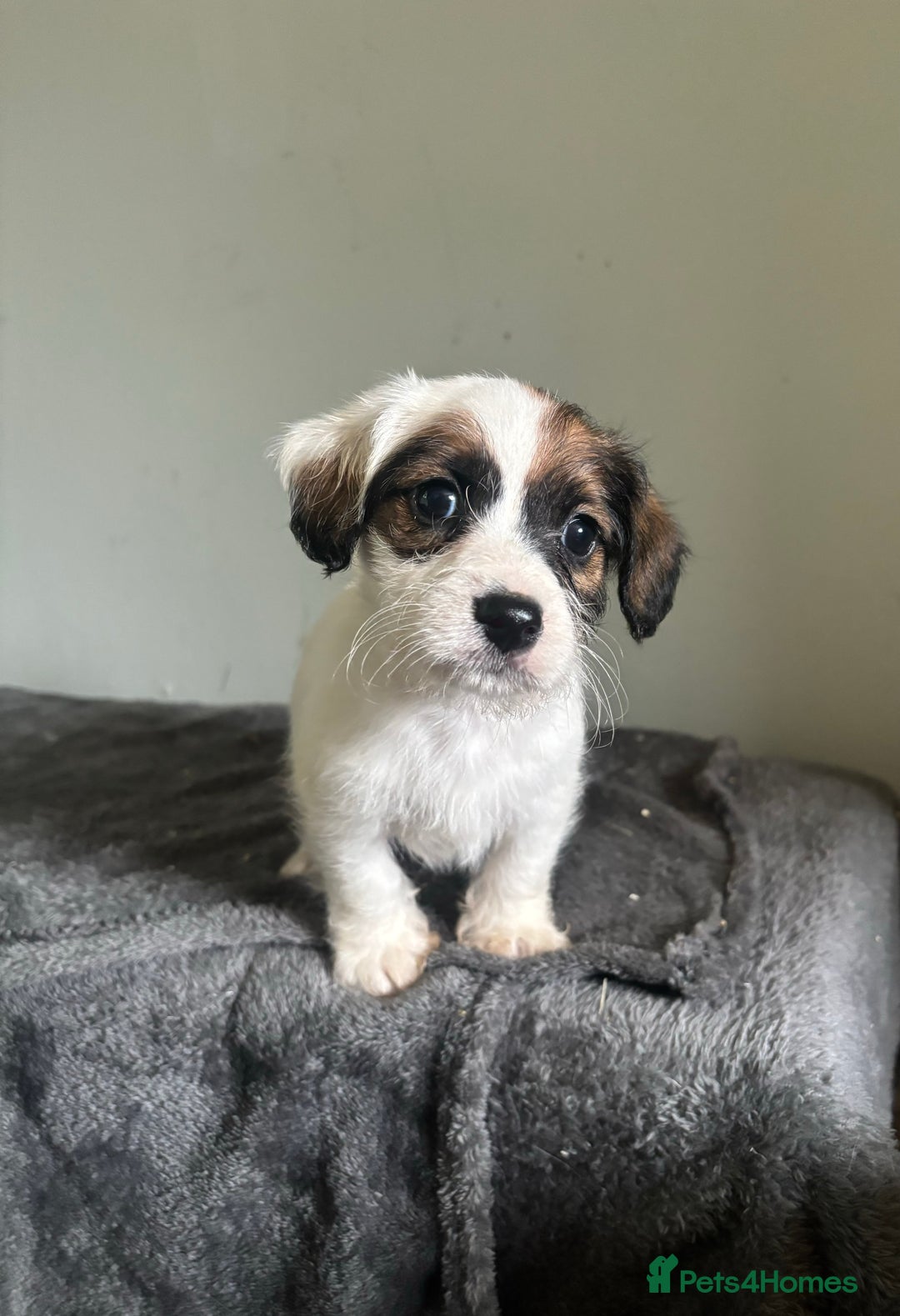 Jack Russell dogs for sale: Jack Russell puppy’s  - Image 2
