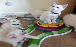Ragamese cats for sale: 🐾💎Ragdoll X Siamese (Ragamese) Kittens💎🐾 - Image 4