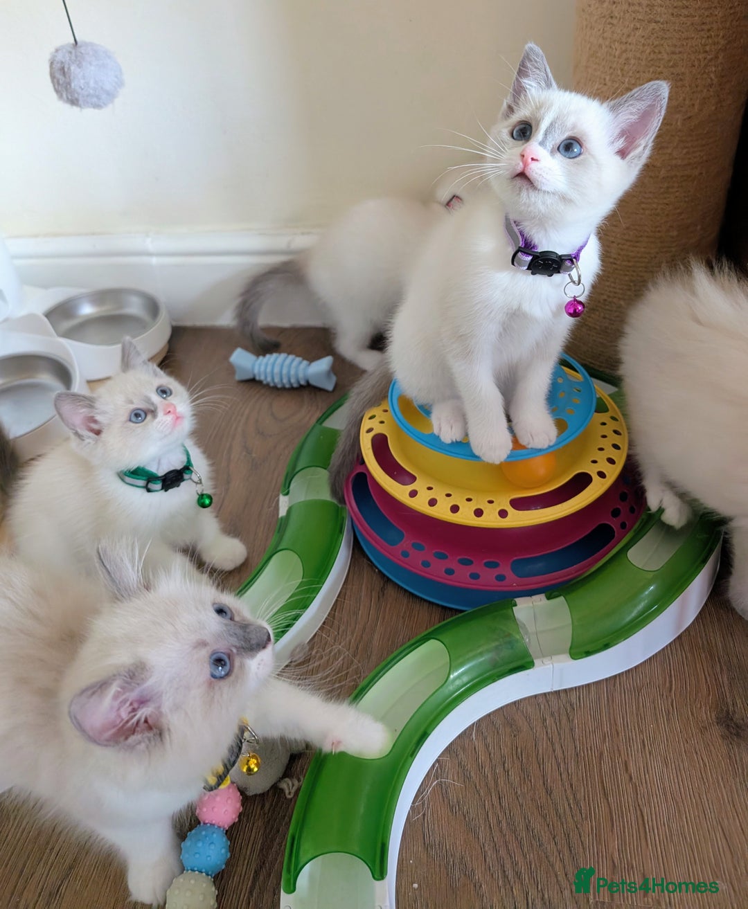 Ragamese cats for sale: 🐾💎Ragdoll X Siamese (Ragamese) Kittens💎🐾 - Image 4