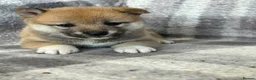 Japanese Shiba Inu dogs for sale: Stunning litter one boy three girls  - Advert 6