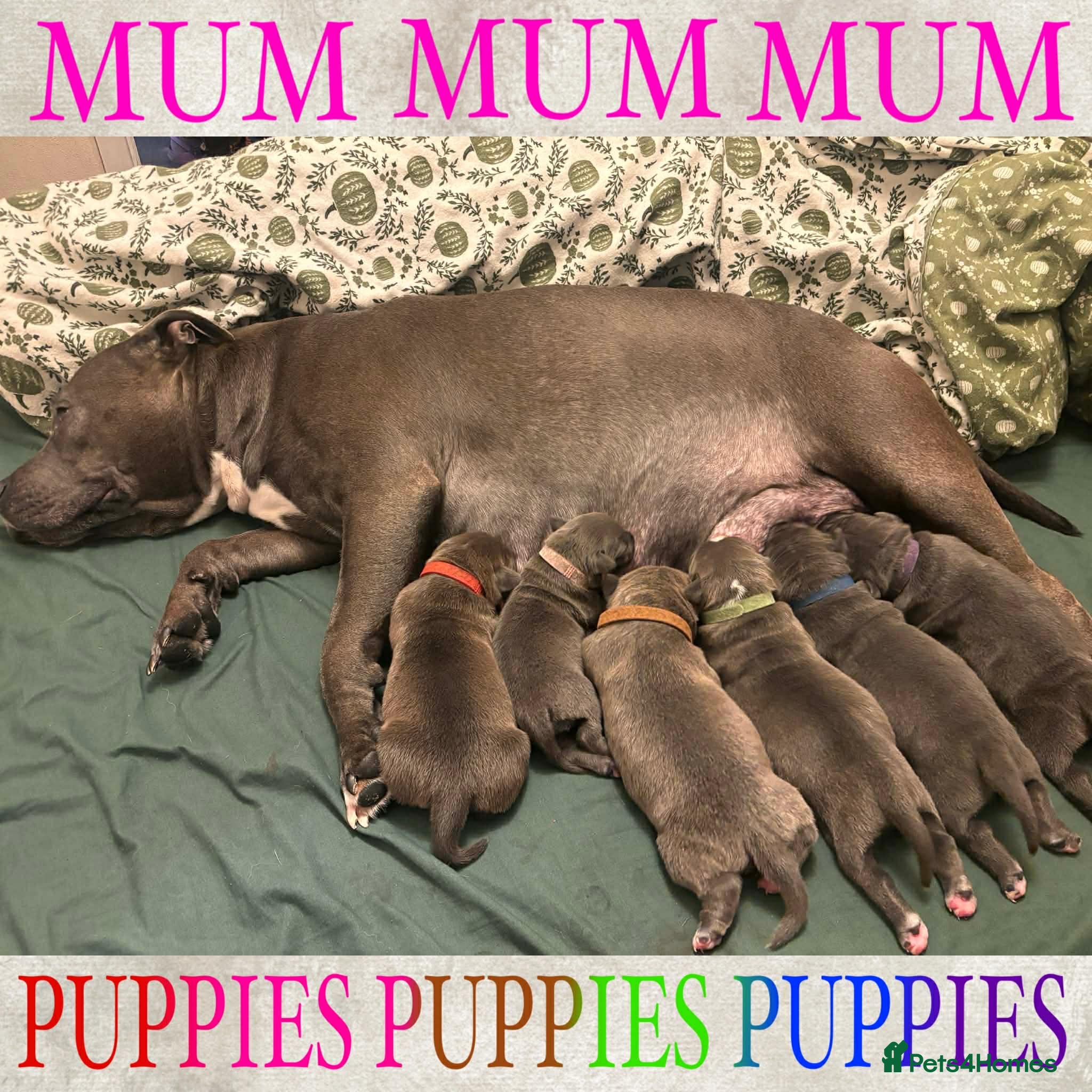 Staffordshire Bull Terrier dogs Beautiful Blue Staffy Pups - Advert 11