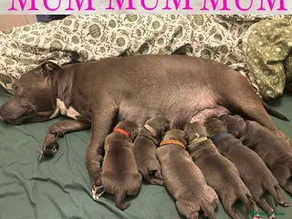 Staffordshire Bull Terrier dogs Beautiful Blue Staffy Pups - Advert 11