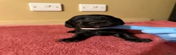 Cocker Spaniel dogs for sale: Beautiful Male Cocker Spaniel Puppies - Advert 11