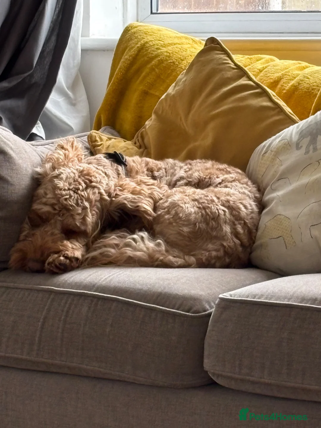 Cockapoo dogs for sale: 20 Month Old Cockapoo - Advert 10