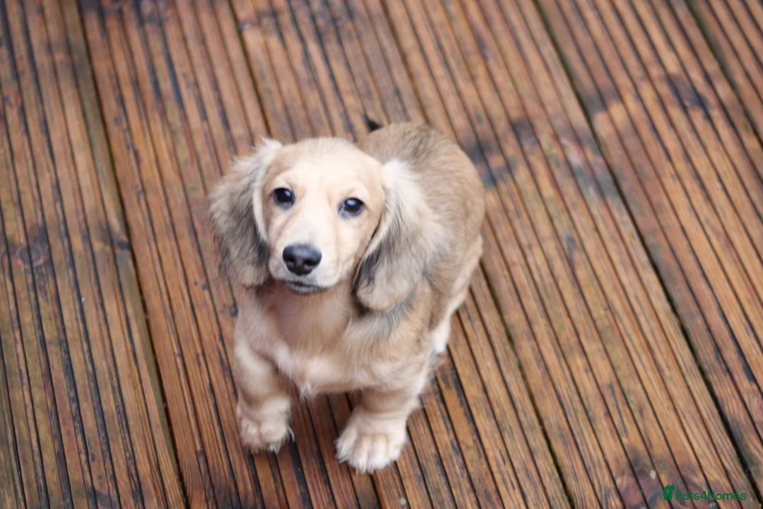 Miniature Dachshund dogs for sale: Cream  Long Hair  - Advert 10
