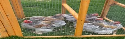 Chickens poultry for sale: Mottled Pekins - Advert 2