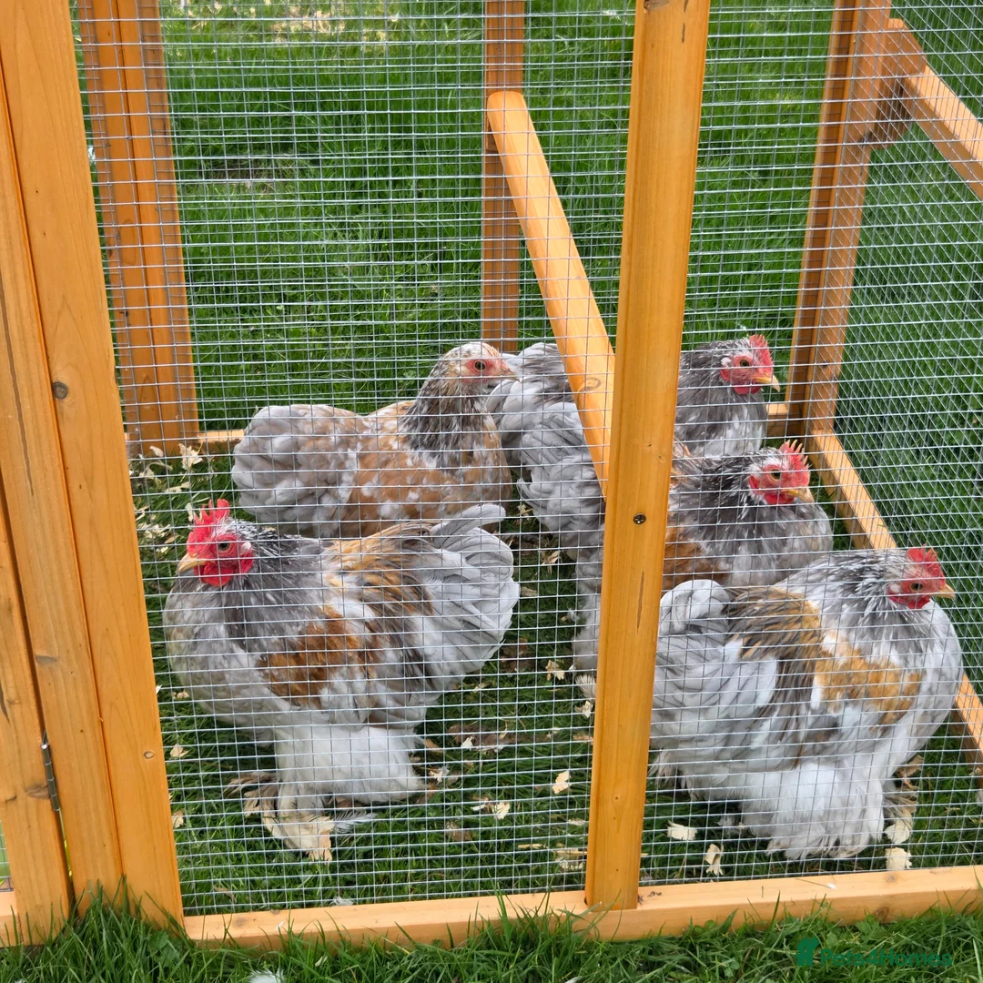 Chickens poultry for sale: Mottled Pekins - Advert 2