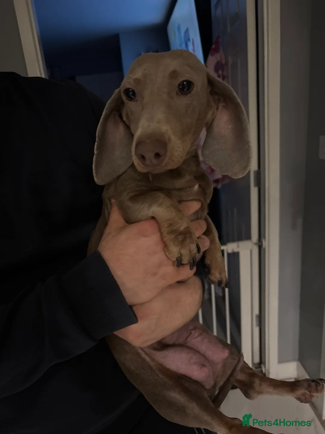 Dachshund dogs for sale: dachshunds in Saint Helens - Advert 2