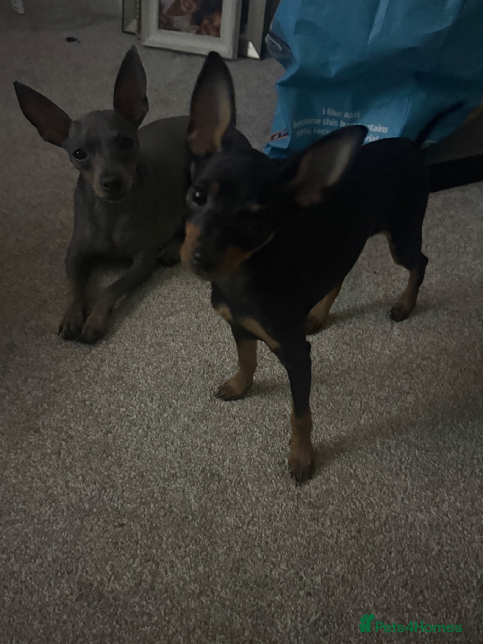 Miniature Pinscher dogs Beautiful female min pin - Advert 1