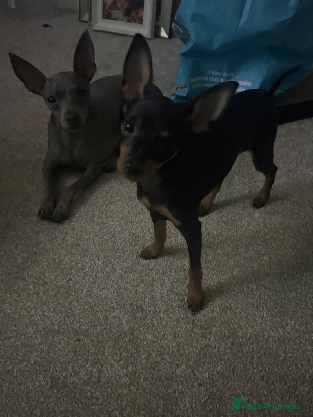 Miniature Pinscher dogs for sale: Beautiful female min pin - Advert 1