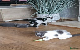 Mixed Breed cats for sale: 4 adorable kittens — 2 boys girls and 2 girls. - Image 28