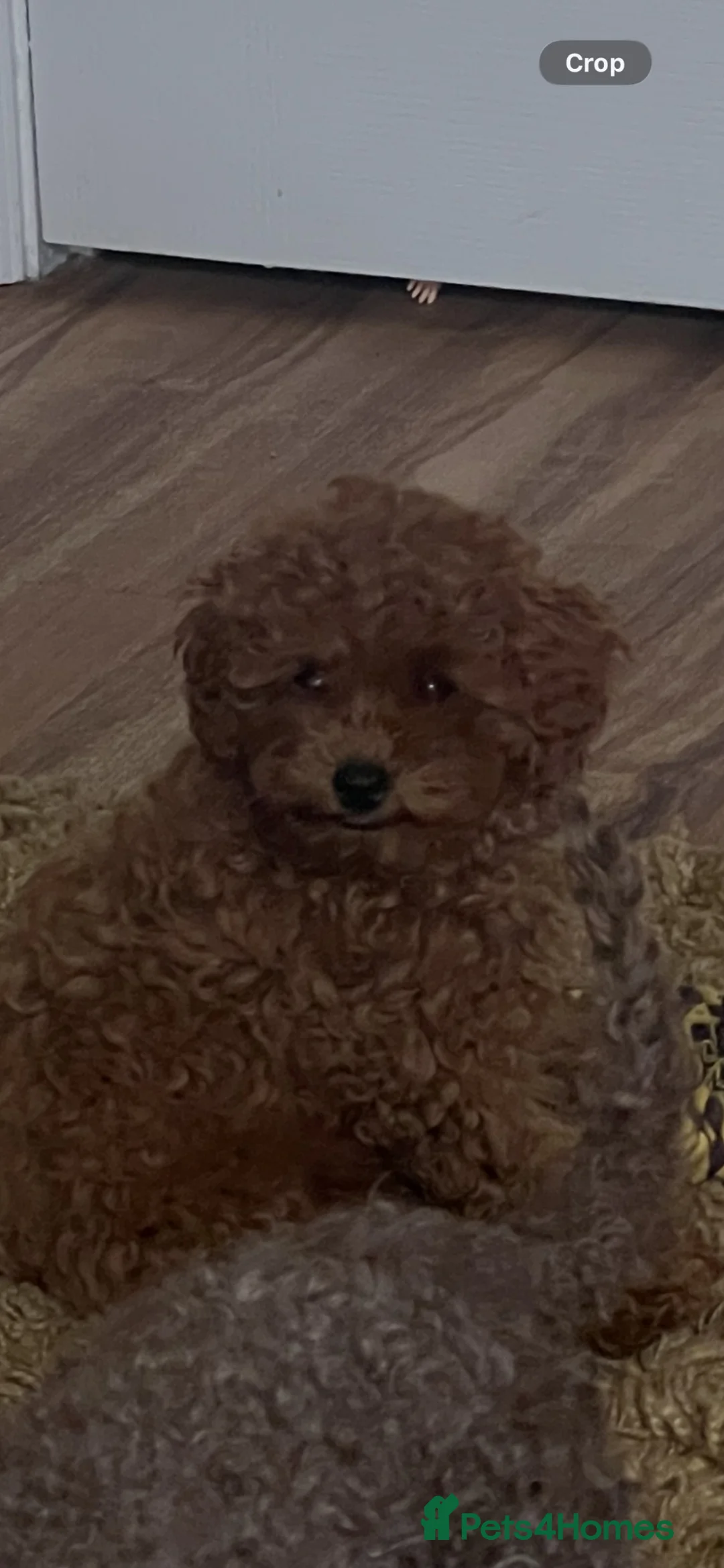 Toy Poodle dogs for sale: Cutest and smallest Girl  in the litter ❤️❤️❤️ - Advert 1
