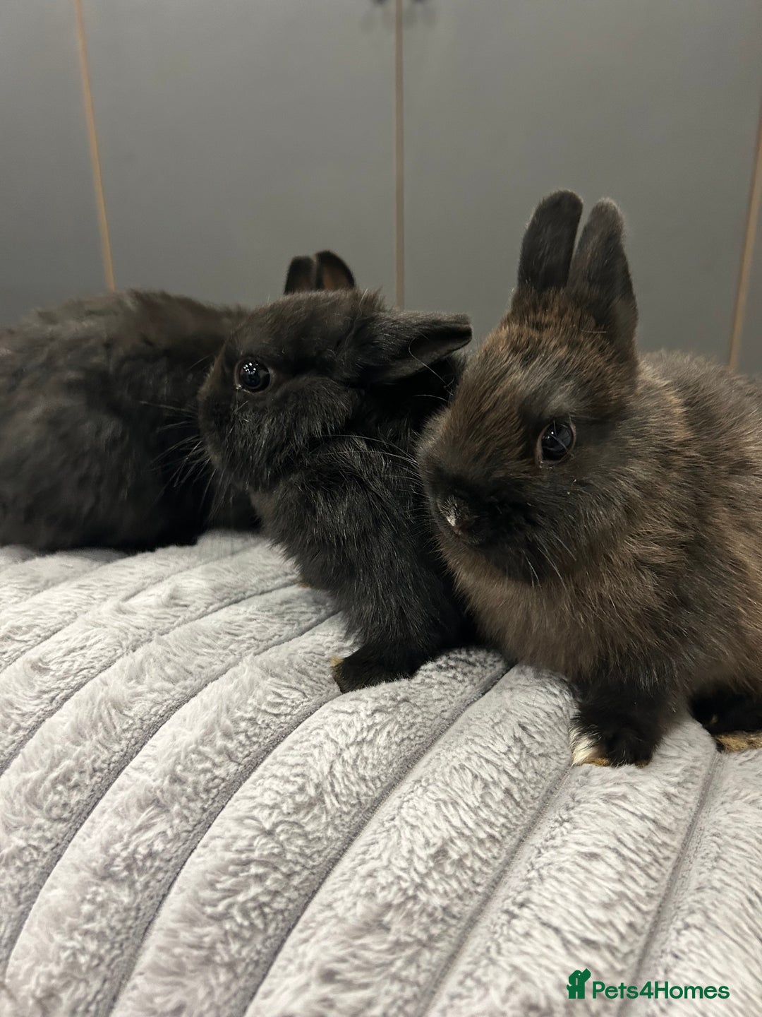 Netherland Dwarf rabbits for sale: Baby Netherland dwarfs  - Advert 1