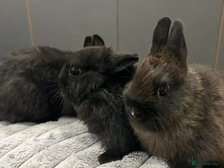 Netherland Dwarf rabbits Baby Netherland dwarfs - Advert 2