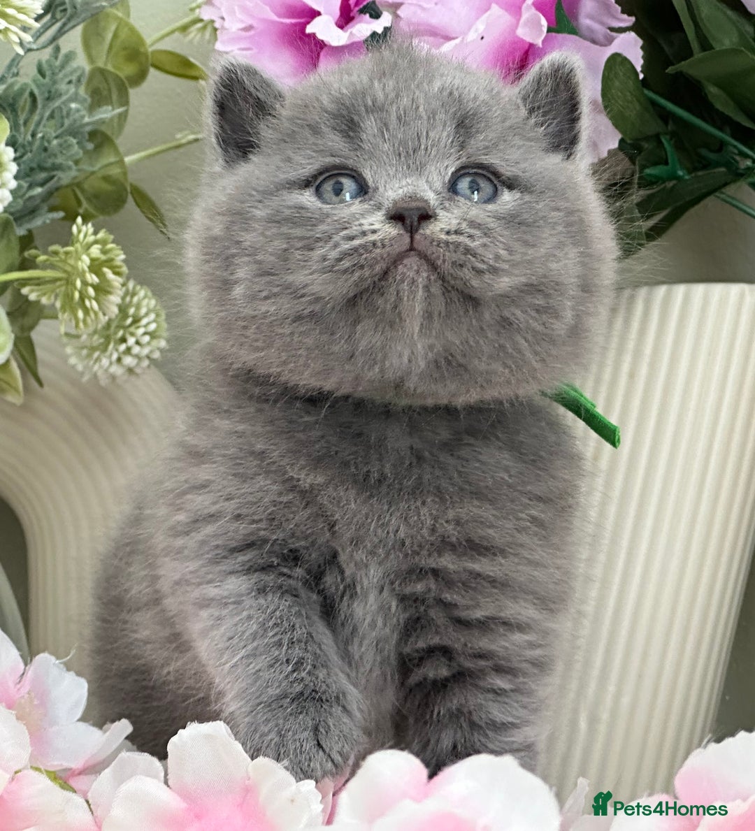 British Shorthair cats for sale:  Quality British kittens - Image 4