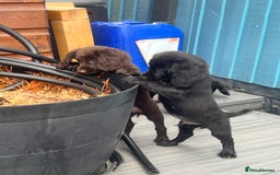 Cocker Spaniel dogs for sale: KC Working Cocker Spaniels available now - Image 9