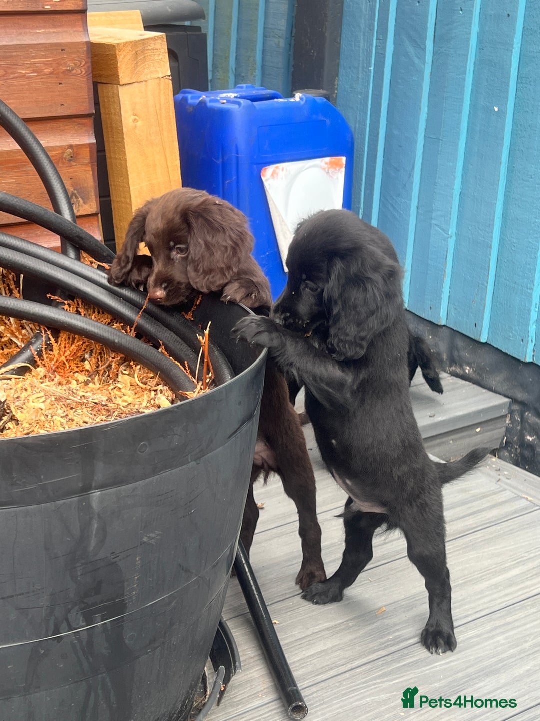 Cocker Spaniel dogs for sale: KC Working Cocker Spaniels available now - Image 9