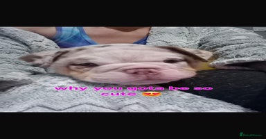English Bulldog dogs - Advert 5