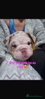 English Bulldog dogs - Advert 5