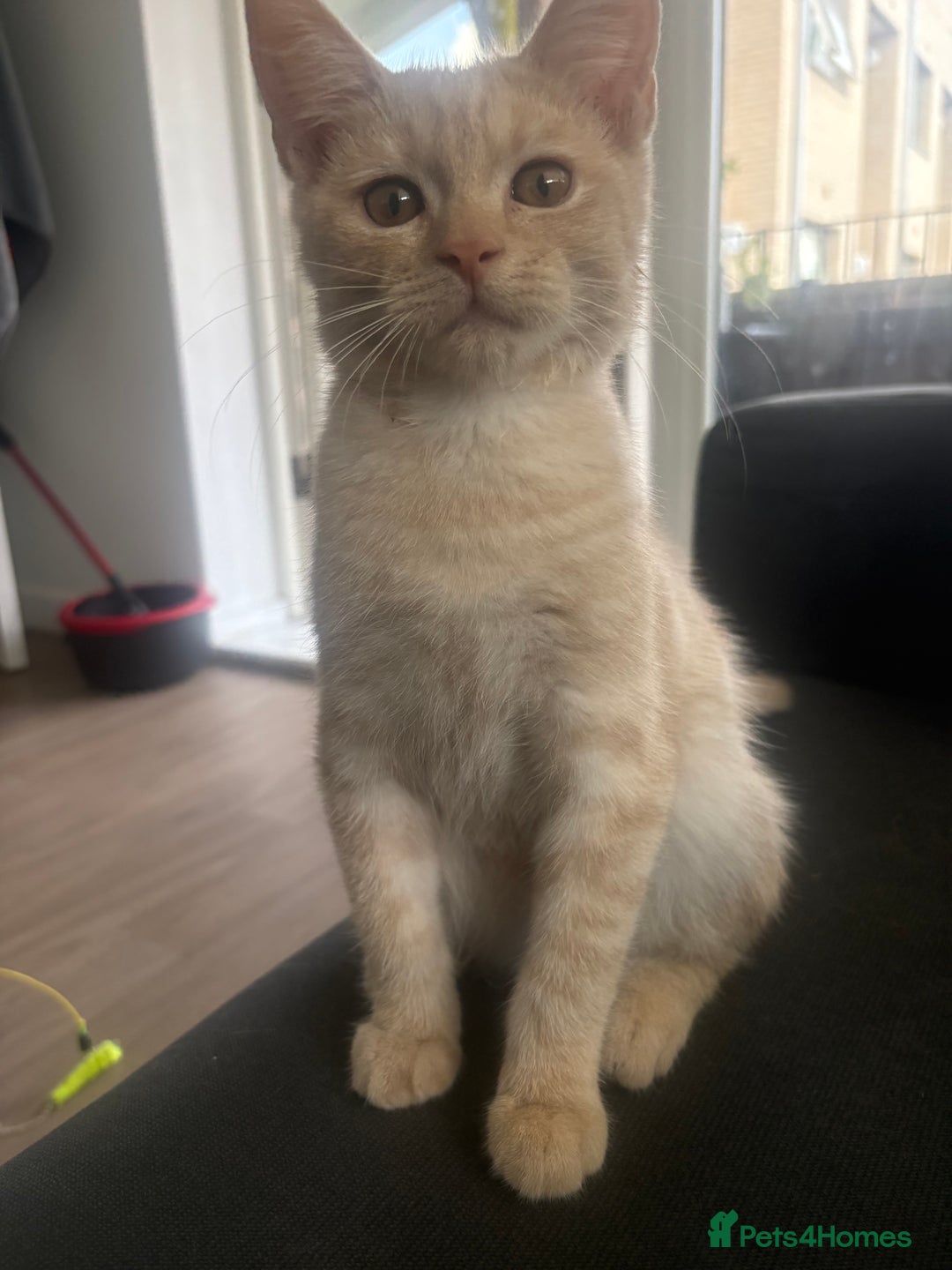Mixed Breed cats for sale: Beautifully natured boy kitten ❤️ - Image 3