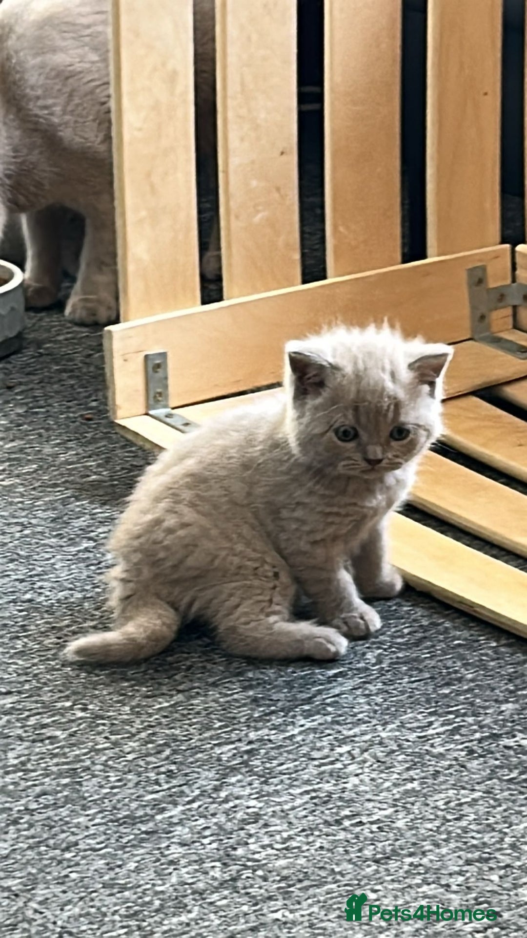 British Shorthair cats for sale: Stunning lilac BSH  - Image 13