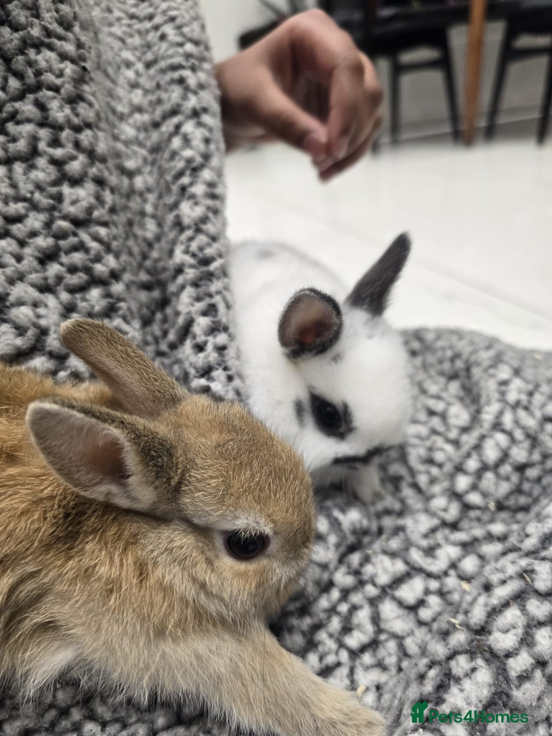 Netherland Dwarf rabbits for sale: Gorgeous Netherland Dwarf Rabbits 6 left 🐰 - Image 23