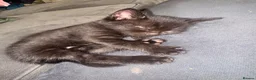 Domestic Shorthair cats for sale: 3 kittens for sale  - Advert 8