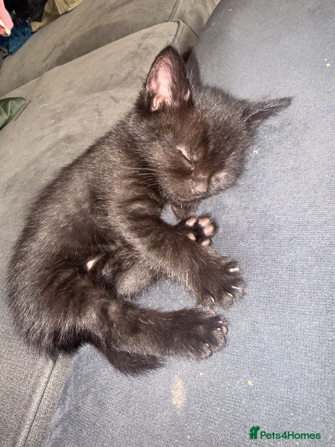 Domestic Shorthair cats for sale: 3 kittens for sale  - Advert 8