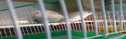 Lovebirds birds for sale: Lovebirds for sale  - Advert 4