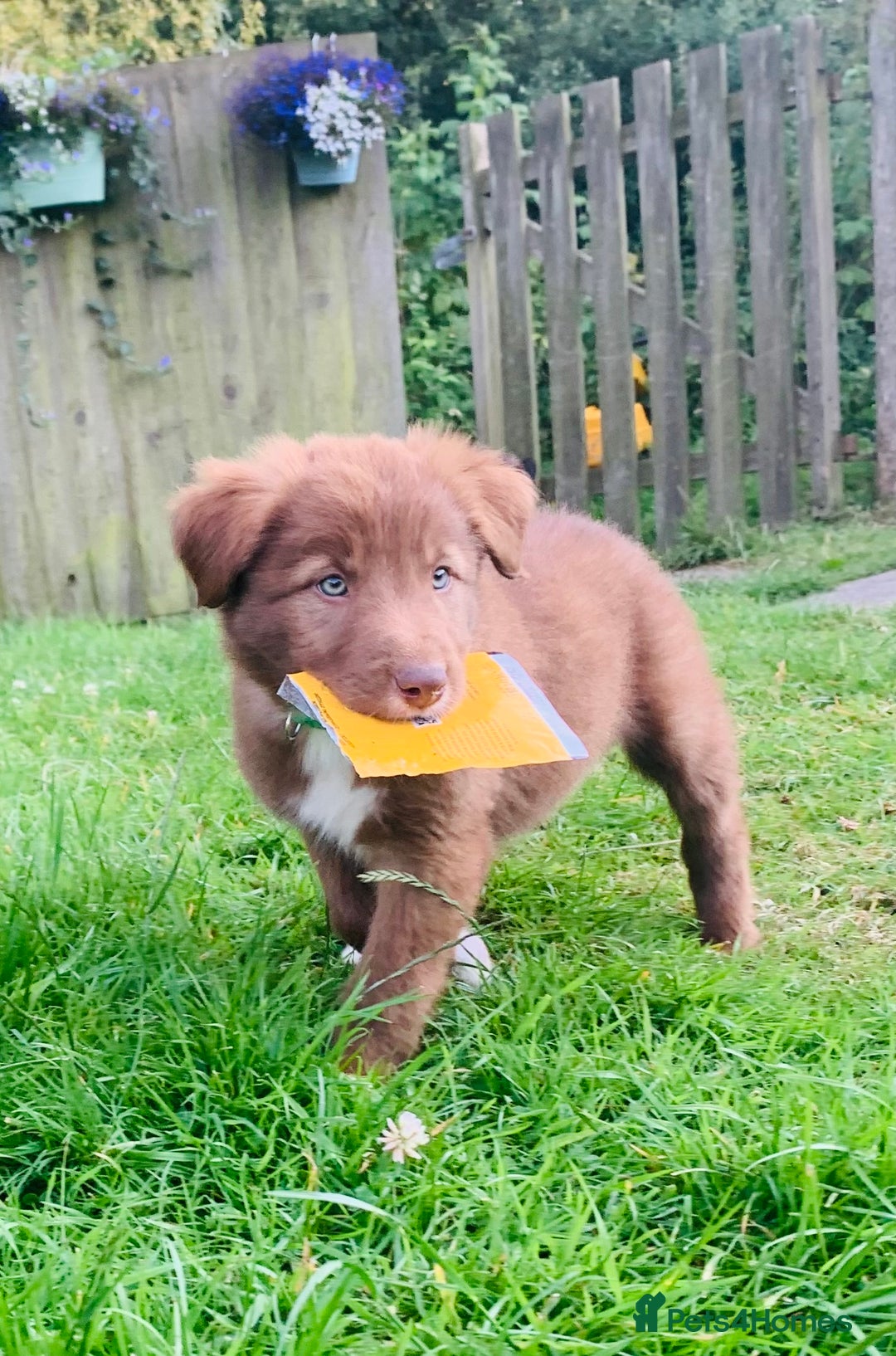 Border Collie dogs for sale: *7 Adorable Border collie pups* - Image 12