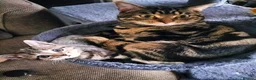 Mixed Breed cats for sale: 5 Beautiful Tabby Kittens - Advert 4
