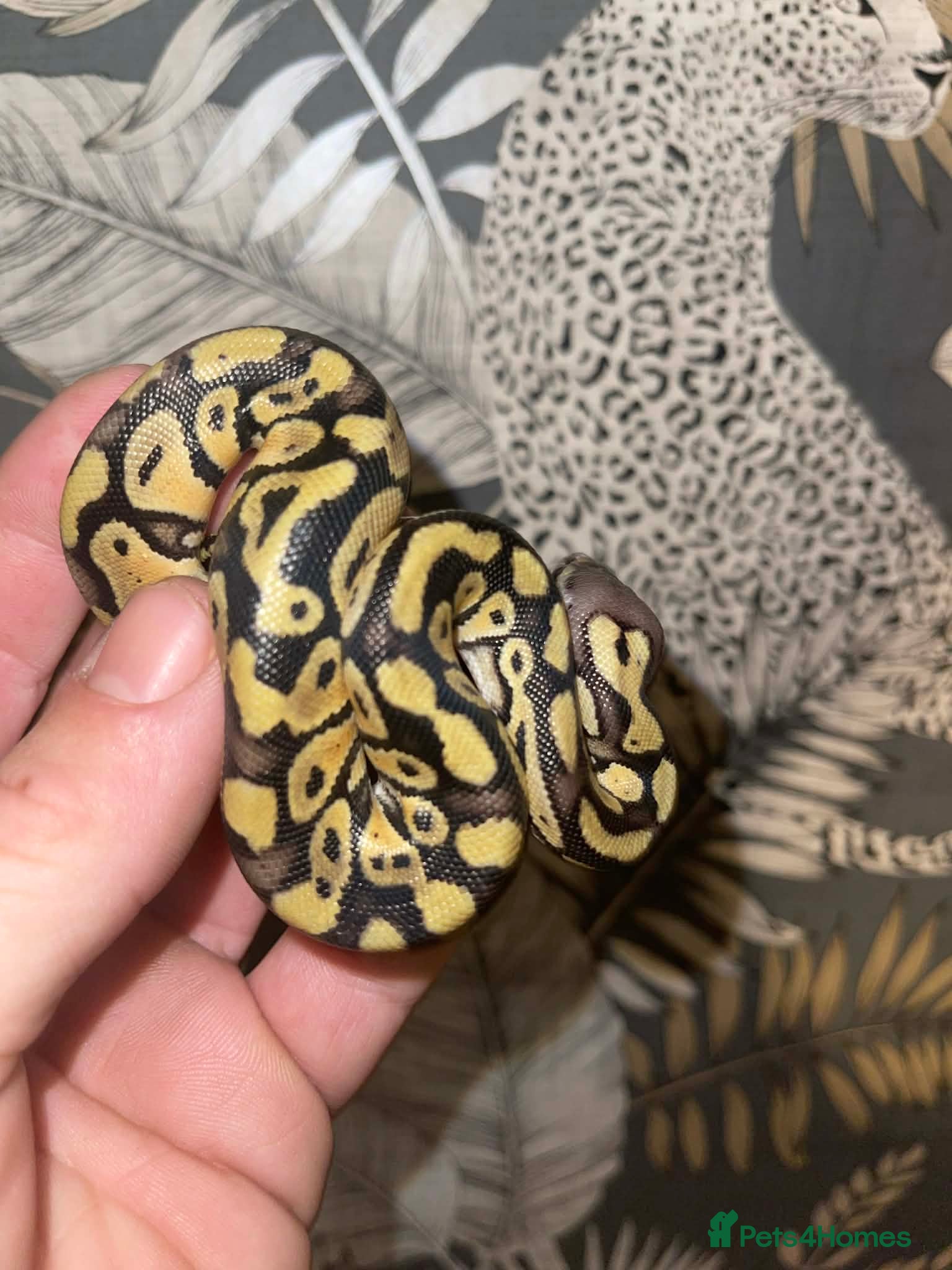 Python Snake reptiles Pastel dhet hypo puzzle - Advert 7