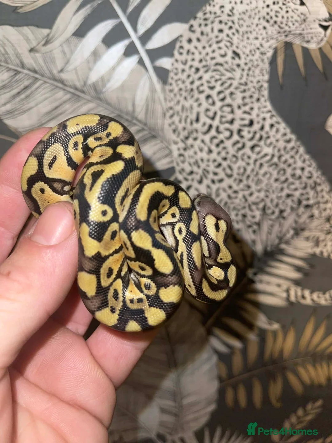 Python Snake reptiles for sale: Pastel dhet hypo puzzle in Hornchurch - Advert 1