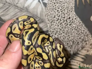 Python Snake reptiles Pastel dhet hypo puzzle - Advert 7